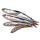 idealne świeże mrożone owoce morza anchois na sprzedaż